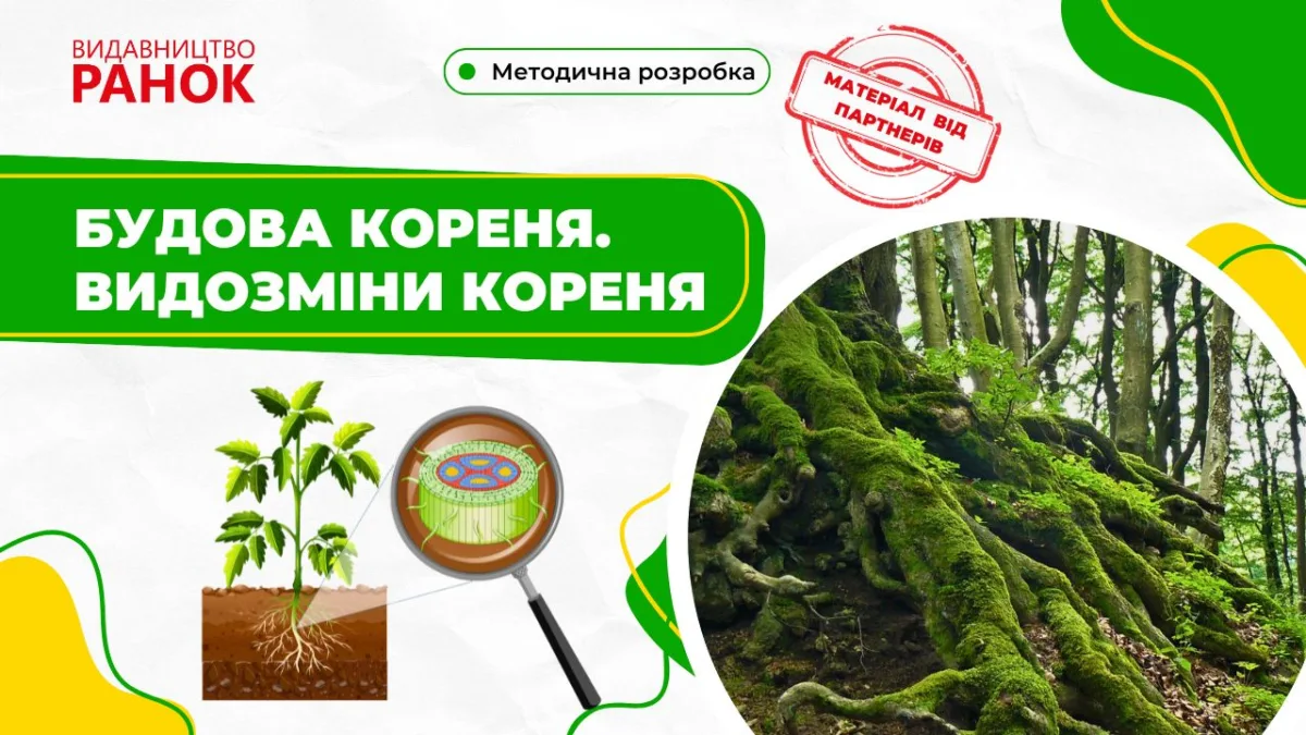 Будова кореня. Видозміни кореня