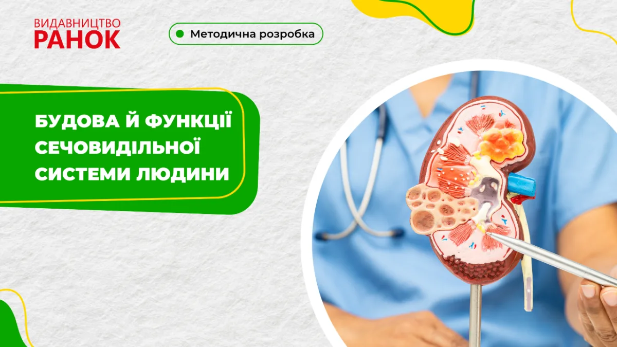 Будова й функції сечовидільної системи людини